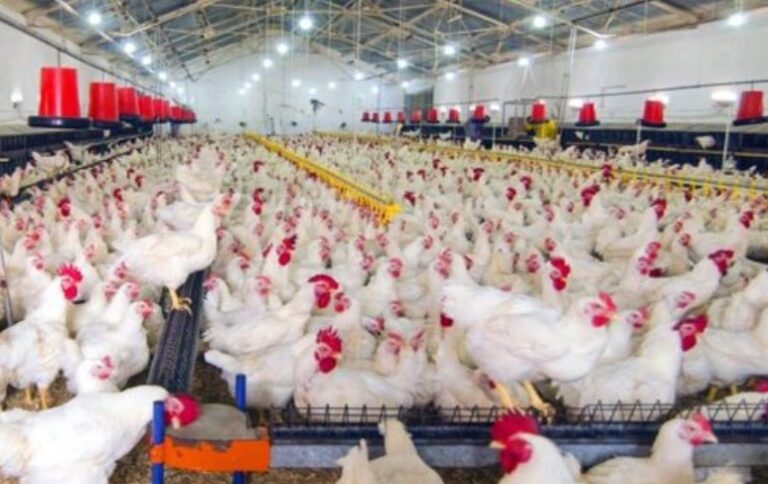 Daftar Perusahaan Peternakan Ayam Boiler & Petelur di Jawa Barat