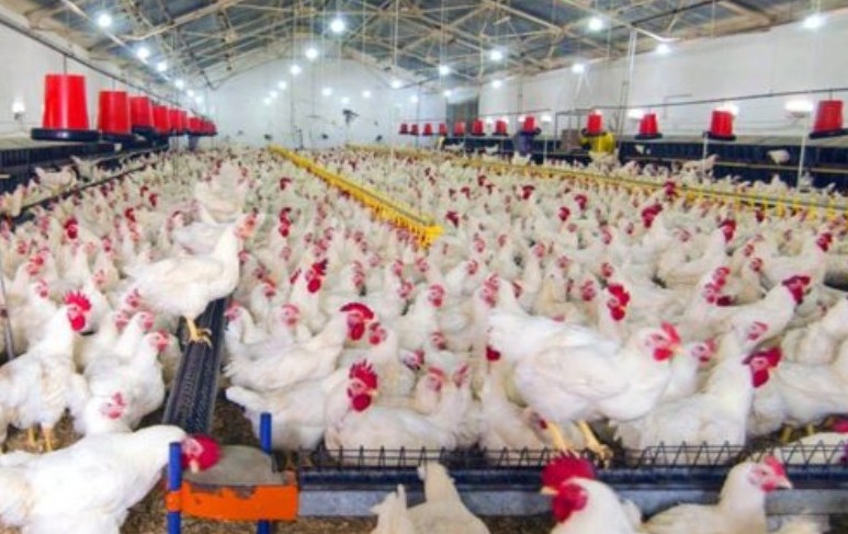Daftar Perusahaan Peternakan Ayam Boiler & Petelur di Jawa Barat